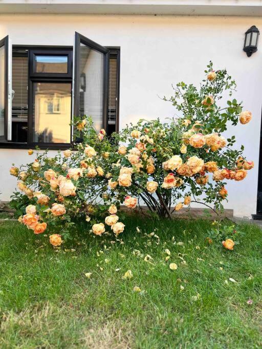 Newly Built Large Garden Ensuite Guest Studio Borehamwood Ngoại thất bức ảnh